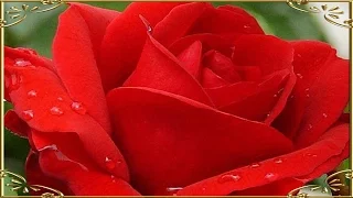 " Роза- царица цветов " Замечательная музыка Стихи Релакс