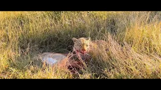 Leopard eating Impala while still alive.