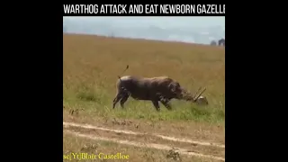 WATCH! Warthog feed on baby Gazelle, As mother watch helplessly