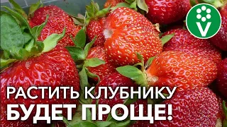 КАЛЕНДАРЬ УХОДА ЗА КЛУБНИКОЙ от А до Я! Отличный урожай гарантирован!