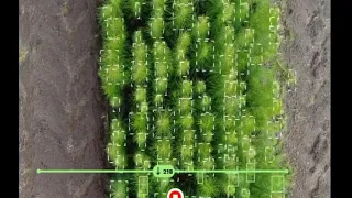 Tracking and counting seedlings using AI in a forestry nursery.