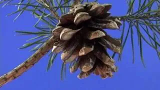 Beautiful Opening Pine Cone Time Lapse