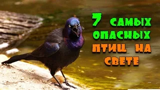 7 самых опасных птиц на свете!