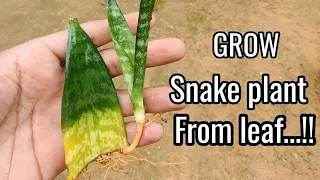 How to grow snake plant faster from leaf cuttings