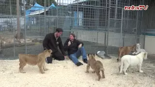 Circus Krone in Wunsiedel hinter den Kulissen bei Löwen und Seelöwen