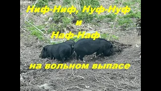 Ниф-Ниф,  Нуф-Нуф и Наф-Наф на вольном выпасе