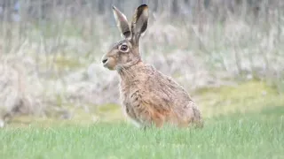 hare rabbit chillin' on grassland