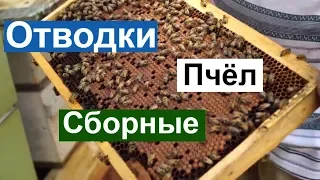 Пасека #84 Отводки Сборные, Как размножить Пчёл | Пчеловодство для начинающих