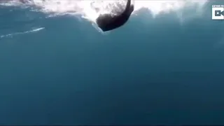 Stingray gets slapped by a killer whale