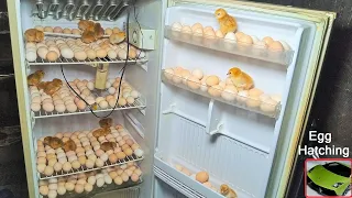 Egg hatching in old Refrigerator ( fridge ) - Egg incubator