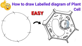 how to draw plant cell easily | how to draw plant cell easy method | how to draw plant cell