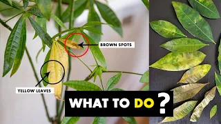 5 Reasons why your MONEY TREE plant leaves turning PALE or yellow