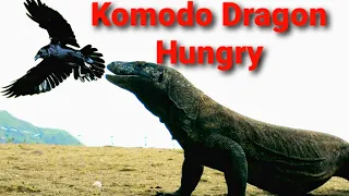 Komodo Dragon is hungry and attacks Crows