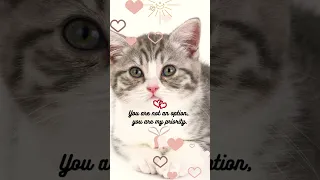 Love Quote 📖😽#quotes #cat #shorts #shortvideo #shortsfeed #foryou #fyp #explore #motivation #love