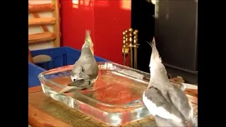 Cockatiel Bathtime!