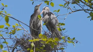 Great Blue Herons: "Dinosaurs of the skies" roost & roar at Ballard Locks