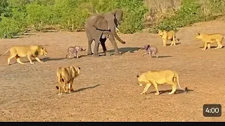 Elephant Mother Gives Up on a Twin to Save the Other from Lions..  4k video