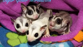 Introducing Sugar Gliders in a Pouch Method