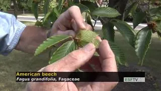 Trees with Don Leopold - American beech