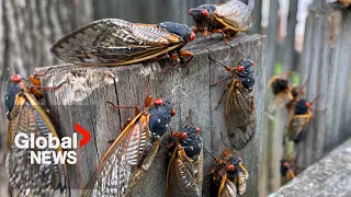 “This is a big event”: Billions of cicadas to emerge this spring amid rare double brood