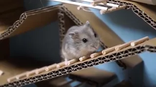 🐹 Hamster Escape The Cardboard Maze - Hamsterious