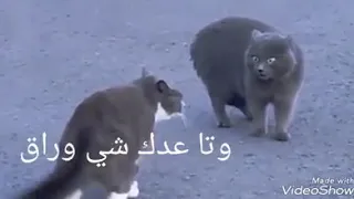 كبور وشعبية جديد