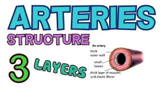 ARTERIES | STRUCTURE - 3 LAYERS | TUNICA EXTERNA, TUNICA MEDIA, TUNICA INTIMA