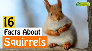 16 Facts About Squirrels - Learn All About Squirrels - Animals for Kids - Educational Video