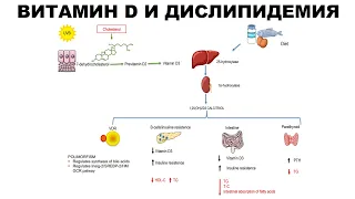 ВИТАМИН D И ДИСЛИПИДЕМИЯ