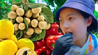 Full Video 30 Day:Harvesting Logan,Star apple fruit,Bell Pepper and  Goes To Market Sell- Daily life