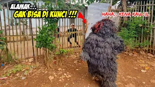 GERANDONG GIMBAL NGAMUK KEJAR BOCIL SAMPE MASUK KEBUN WARGA❗❗KUDA LUMPING PUSAKA GALUR MANUNGGAL