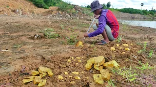 Golden Land! These gold riches can be found under land by digging gold-mining gold by young man