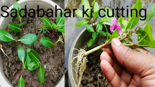 Sadabahar ki cutting lagana hai bahut Aasan/ how to grow vinca by cutting