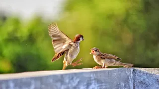 Sparrow: Little feathered thief.!. Воробей: Маленький пернатый воришка.!