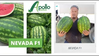 Apollo seeds NEVADA F1 urug’lari ekib yetishtirildi seeds tohum semina