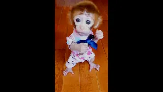 The cutest tiny monkey in the world