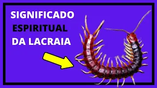 qual o Significado espiritual da lacraia