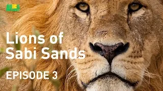 Lions of Sabi Sands - Episode 3 | The Six Gangsters