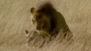 Brutal Lion Infanticide and Mating  | Battle of the Sexes In The Animal World | BBC Earth