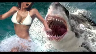 Нападение акулы,shark 2 short #shorts #египет #хургада