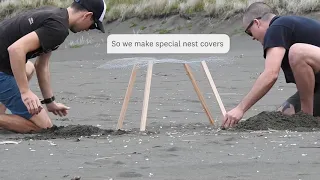 Protecting beach birds, Piha