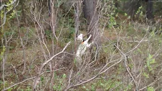 Bear hunting with dogs, West Siberian Laika.