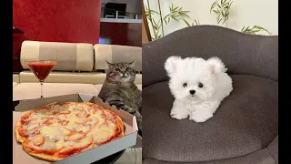 Самые смешные видео приколы Funny animals  Funny cats  funny videos cat videos😹 коты и собаки 123