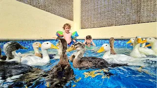 فاجأتهم وحولت المسبح لمزرعة بطّ 🦆 .. !! (وسبحنا معاهم 😍)