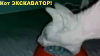 Кот экскаватор