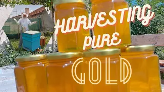 I PULLED ONLY 4 FRAMES OF HONEY!! but i got enough from my first HARVEST!