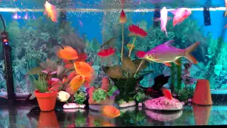 Red spotted severum 23。4 。15