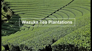 Japanese Tea Plantations: Wazuka