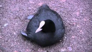 Coot resting on the park pavement - Fulica atra