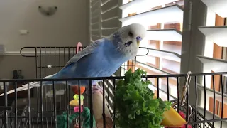 Amazing 'Beat Boxing' BUDGIE "Giggles" Video #6